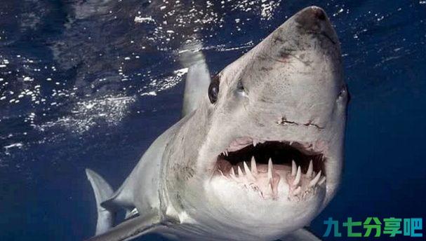 深海中的霸主鲨鱼，为何不敢吃海豚？