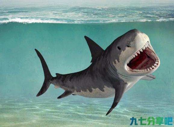 深海中的霸主鲨鱼，为何不敢吃海豚？