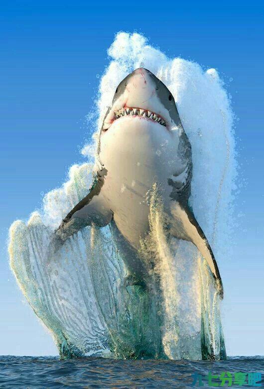 海豚是怎么做到的吊打鲨鱼