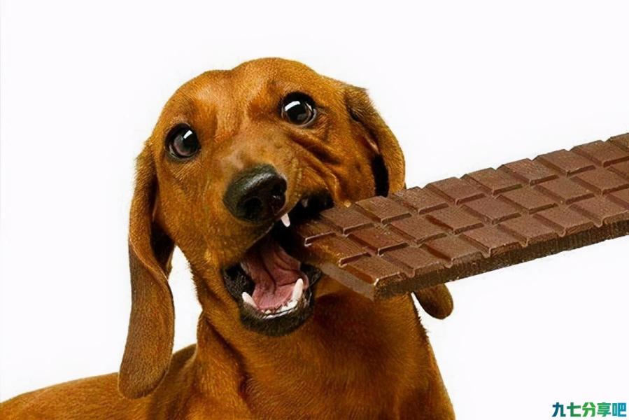 狗吃巧克力会死吗？你敢不敢试？