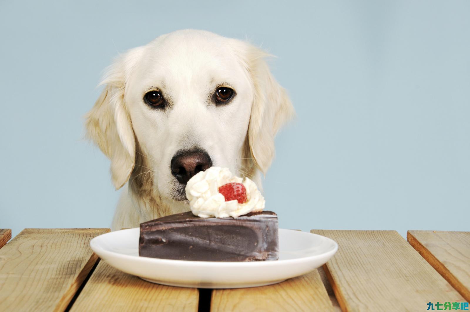 重要的话要多强调，狗狗不能吃巧克力！即使是情人节也不可以