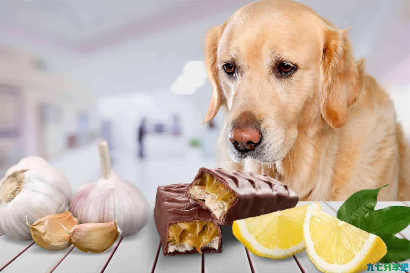 重要的话要多强调，狗狗不能吃巧克力！即使是情人节也不可以