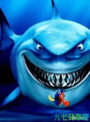 鲨鱼为什么不吃海豚？是因为打不过吗？