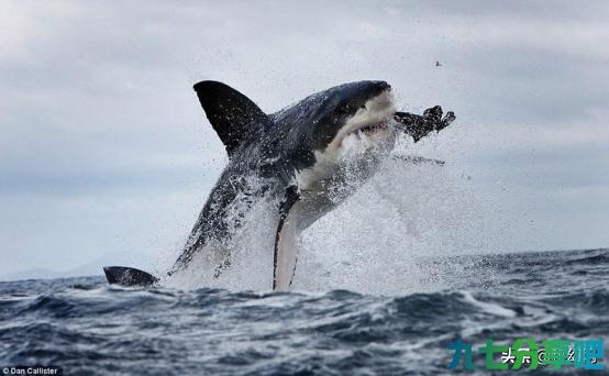 称霸海洋的鲨鱼竟然害怕海豚