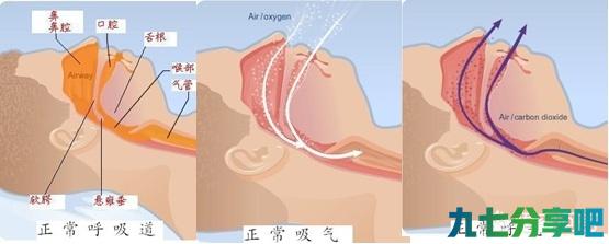 为什么只有睡觉才会打呼噜？