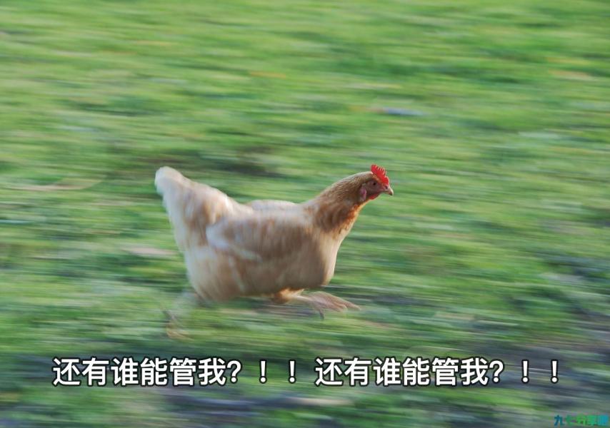 厉害了我的鸡！这回我们要直面被鸡啄过的恐惧