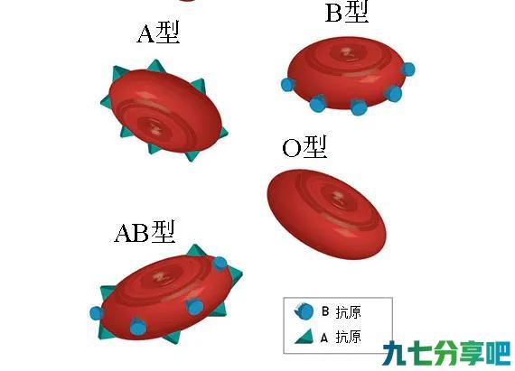 Rh血型系统探秘之旅（一）——“熊猫血”到底是什么？