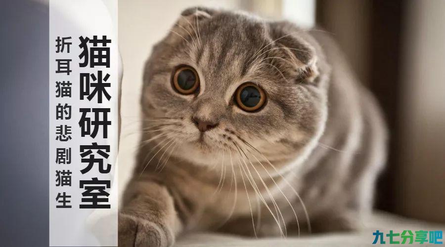 「折耳猫的悲剧猫生」2分钟了解折耳猫为什么不能养