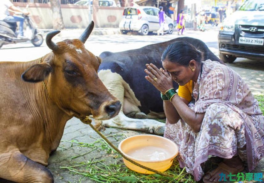 5亿头牛在印度泛滥成灾，当地人不敢杀不敢吃，却想出口给我国