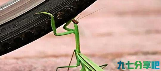 为什么螳螂能把凶残的毒蛇杀死? 看完真是大开眼界!