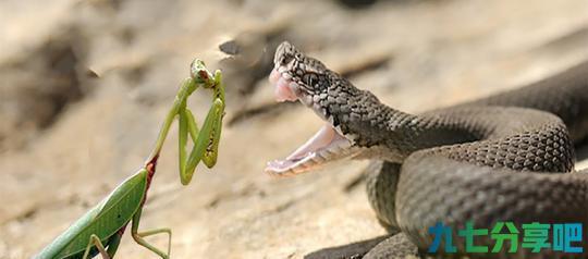 为什么螳螂能把凶残的毒蛇杀死? 看完真是大开眼界!