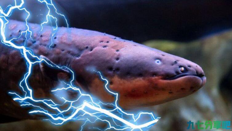 电鳗为何能发出800伏的高压电？如果鳄鱼咬到电鳗，会发生什么？