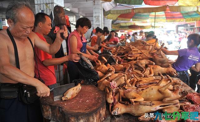 煮“干锅狗肉”时，多一个步骤，狗肉不腥也不臊，广西网友：特香