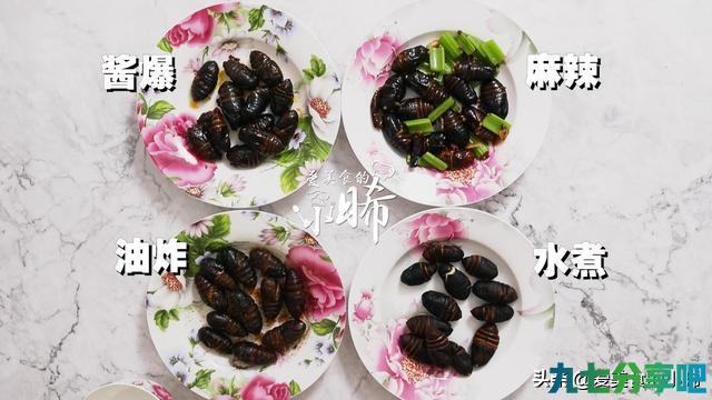 4种方法做高蛋白美食蚕蛹—营养又好吃