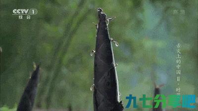详细阅读:会“爆汁”的春笋,舌尖上的中国力荐!鲜嫩清甜,一炒鲜甜脆 会“爆汁”的春笋,舌尖上的中国力荐!鲜嫩清甜,一炒鲜甜脆