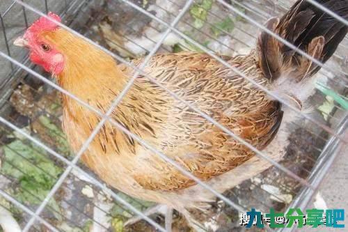 45天出笼的是激素鸡？营养价值还不如土鸡？真的一口都不能吃吗