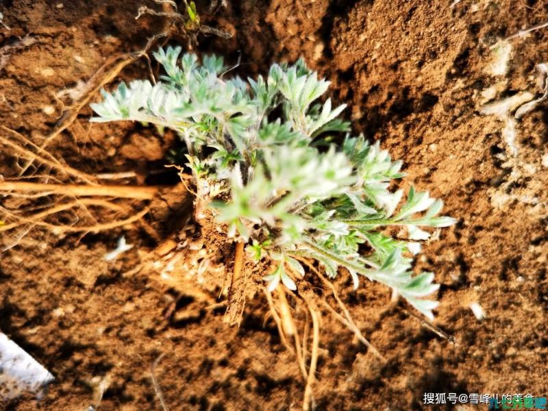 它是“天然养肝草”3月正鲜嫩，卷一卷蒸一蒸太香了，错过就太可惜了