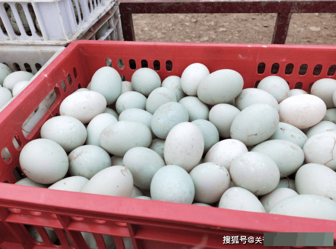详细阅读:买鸭蛋,选青色还是白色?价钱是一样,区别真不小,很多人还不懂 买鸭蛋,选青色还是白色?价钱是一样,区别真不小,很多人还不懂