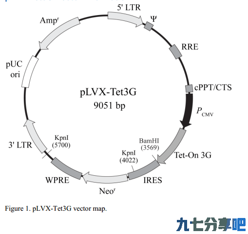 pLVX-Tet3G载体质粒图谱、序列、说明书、价格