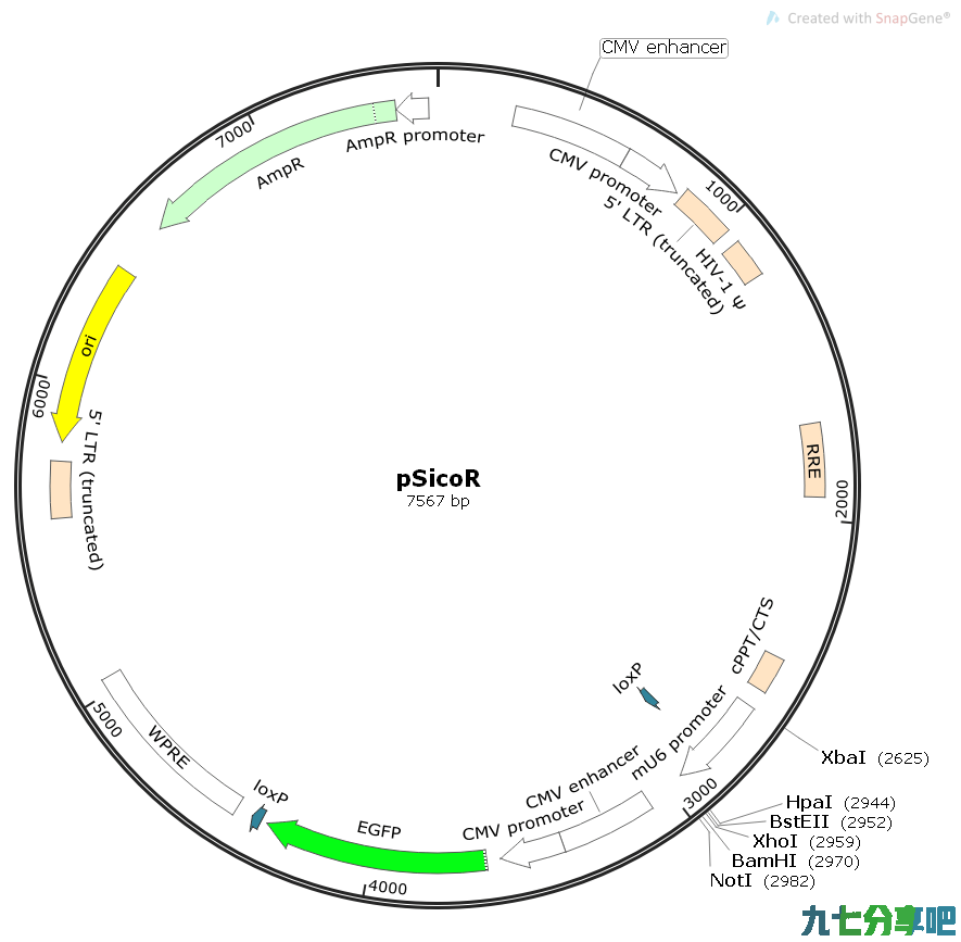 pSicoR载体质粒图谱、序列、说明书、价格